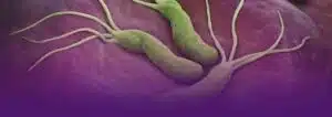 هلیکوباکتر پیلوری